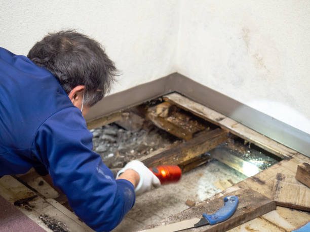 Best DIY Mold Remediation Support Services in Red Oaks Mill, NY